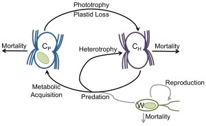 A model for acquired phototrophy