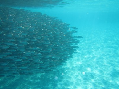 Schooling fish