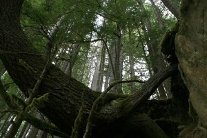 Douglas-fir, Olympic National Park