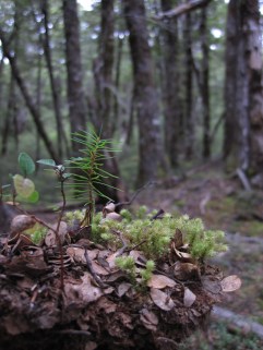 P. menziesii under native N. solandri canopy.